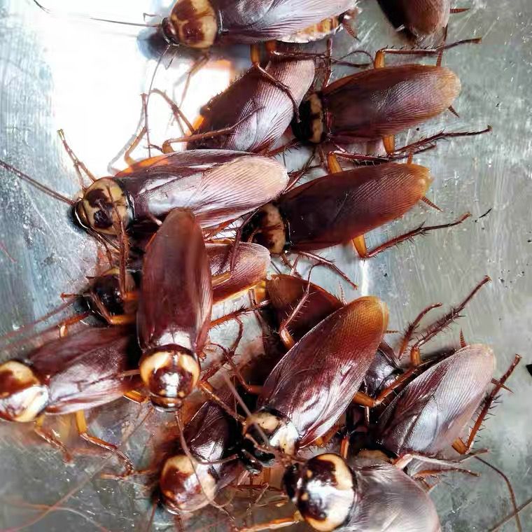 活体蟑螂美洲大蠊蟑螂爬虫龙鱼活体饲料发色观赏鱼饲料多送10%