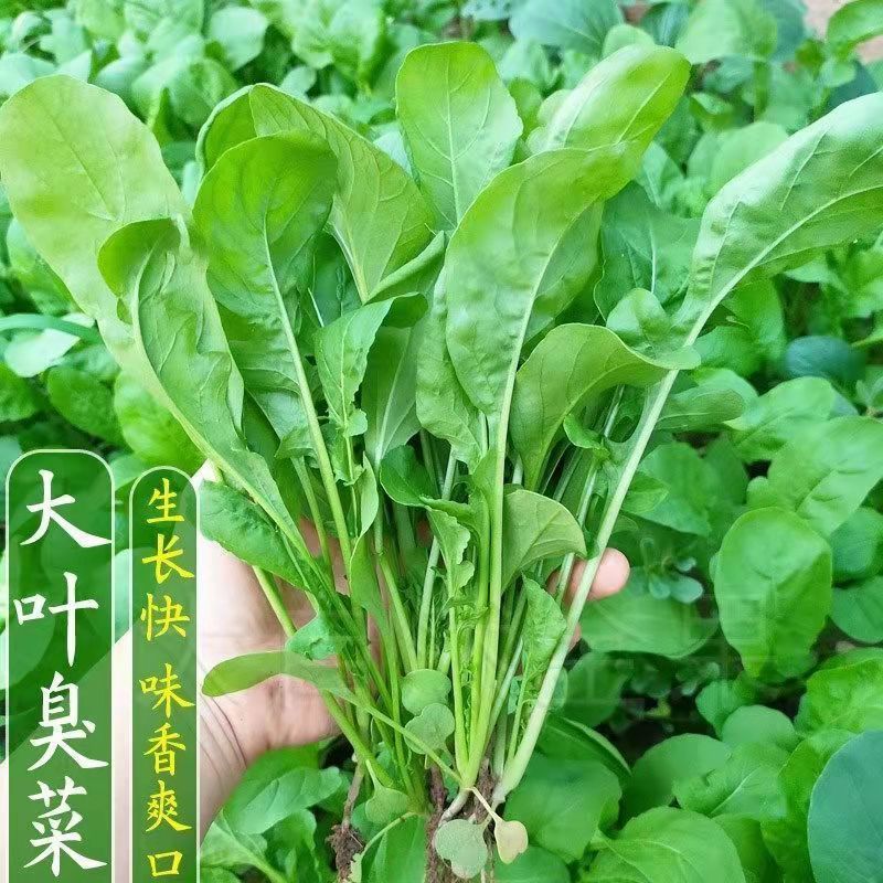 大叶臭菜种子芝麻菜籽东北臭菜籽春秋季阳台菜园盆栽野菜蔬菜种子