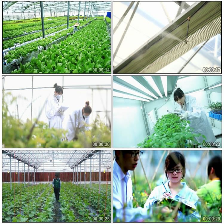 现代高科技农业种植 大棚蔬菜 农业科技 农民笑脸 高清视频素材