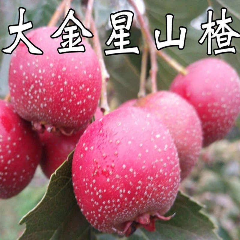 大金星山楂树苗嫁接山楂苗超金星盆栽地栽当年结果苗南方北方种植