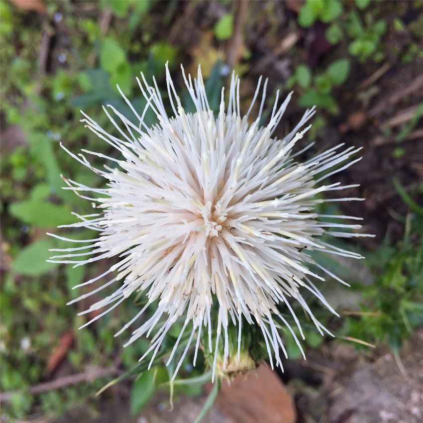 正宗白花大蓟苗白花大蓟根白花鸡母刺头马刺猪母刺苗刺儿菜包邮