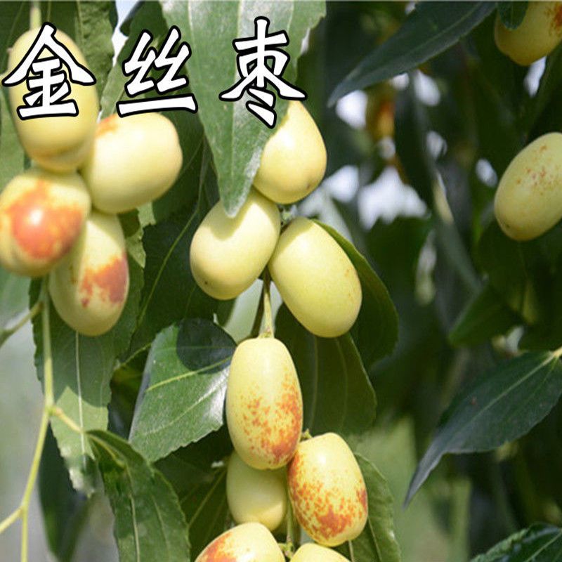 金丝枣树苗嫁接蜜枣苗南北方阳台盆栽特大庭院地栽种植当年结果苗