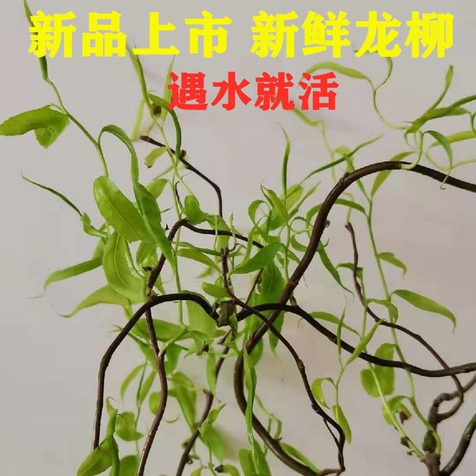 龙柳水培 鲜枝龙柳插花活龙柳水培鲜切绿植物  造型景观婚