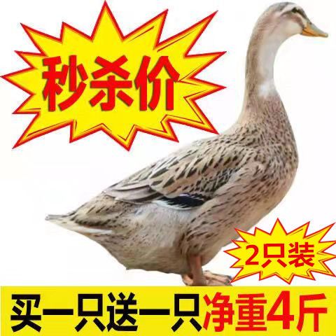 105883-【买1送1】农村散养土鸭麻鸭整只新鲜鸭肉鲜鸭子笨鸭水鸭鸭血-详情图