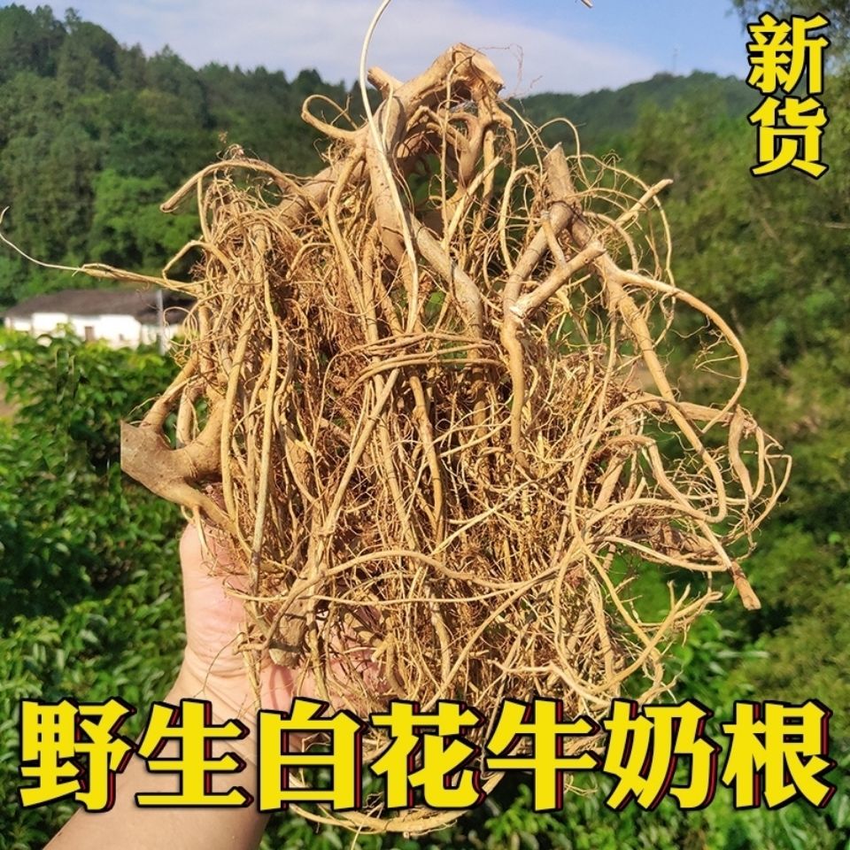 牛奶根正宗福建 白花牛奶根 客家牛奶树根草药五指牛奶根野生煲汤