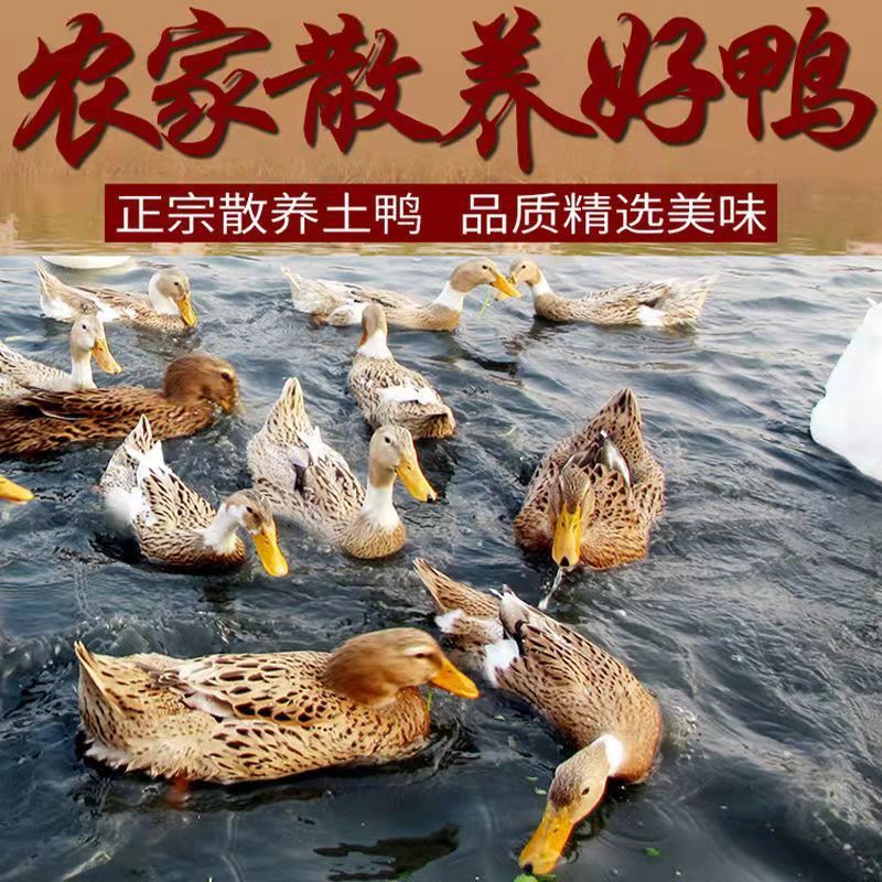 105883-【买1送1】农村散养土鸭麻鸭整只新鲜鸭肉鲜鸭子笨鸭水鸭鸭血-详情图