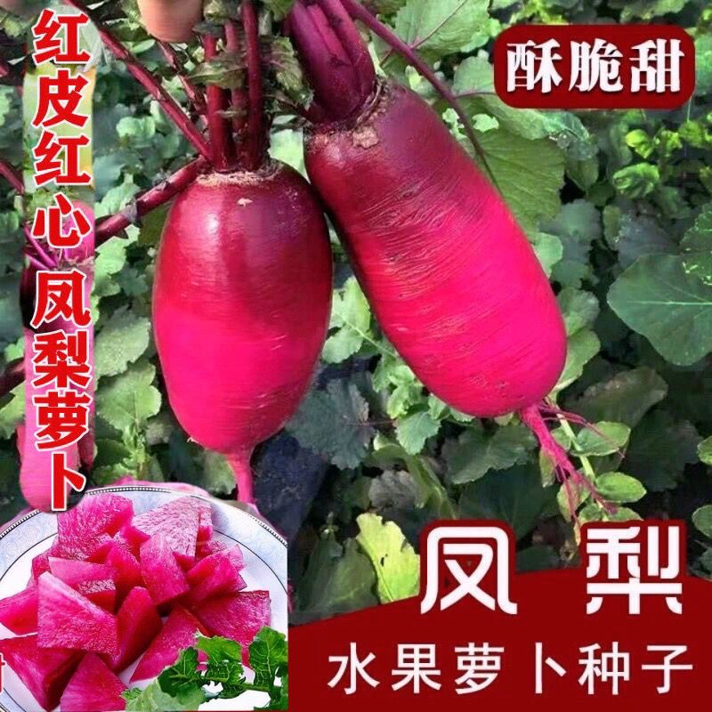 凤梨水果萝卜冰糖脆水果萝卜种子高产水果白萝卜春秋四季蔬菜种籽
