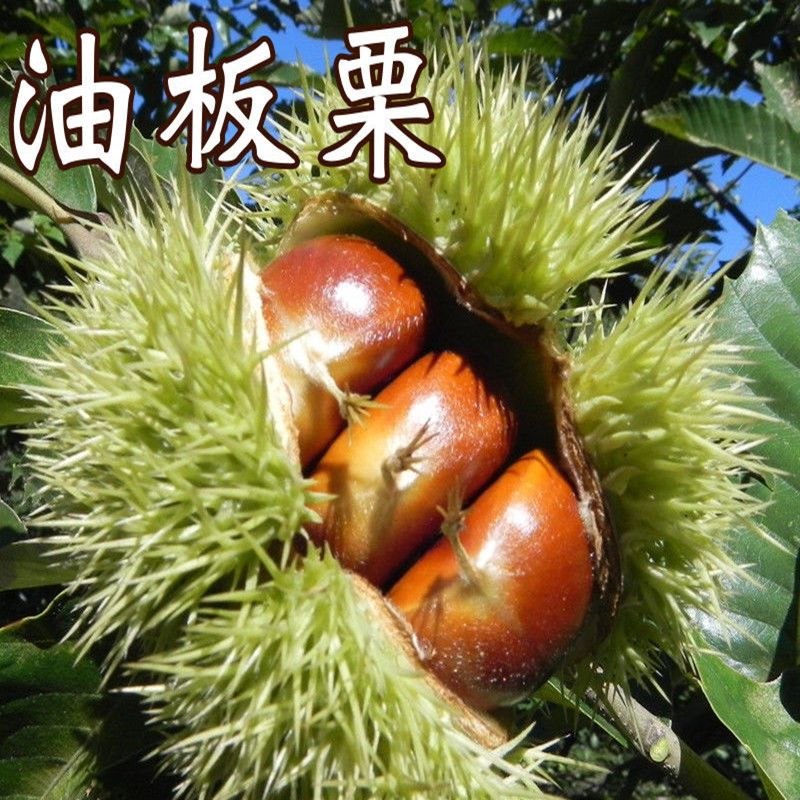 油板栗苗嫁接特大栗子树苗南方北方盆栽庭院地栽种植大苗当年结果