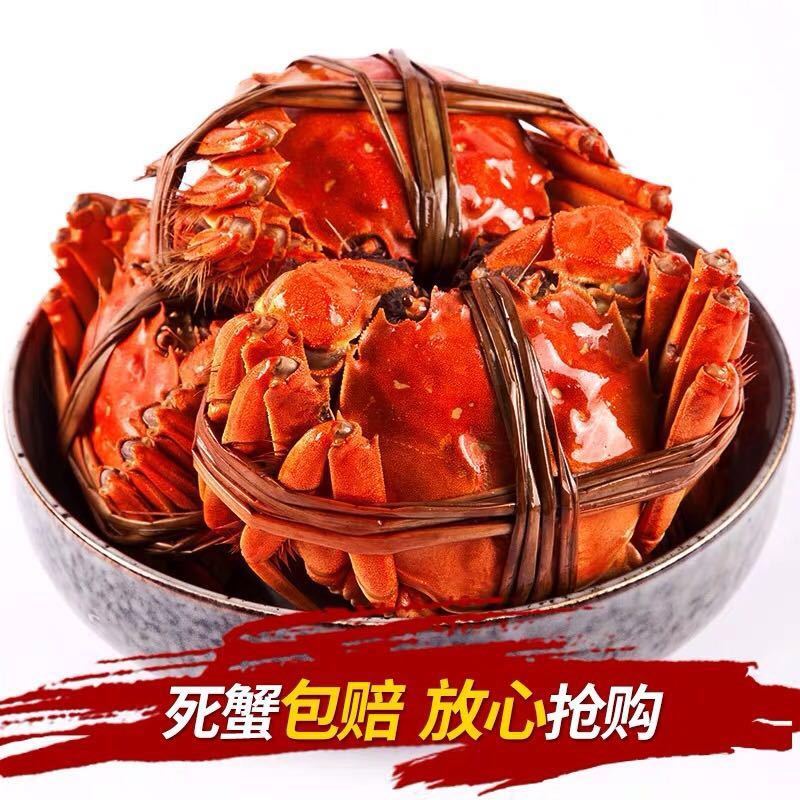 螃蟹大个鲜活公母大闸蟹母海鲜水产礼盒现货红膏蟹鲜活6-10只含绳