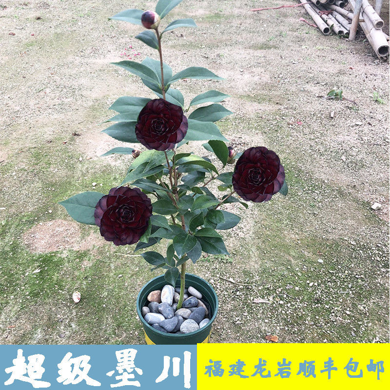 墨川 名贵黑色系稀有山茶花树苗盆栽超级黑赤丹金碧辉煌 超级墨川
