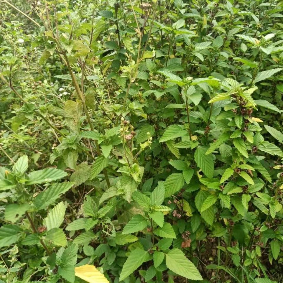 野生中草药赛葵黄花草黄花棉山麻黄大叶黄花婆皱火叶