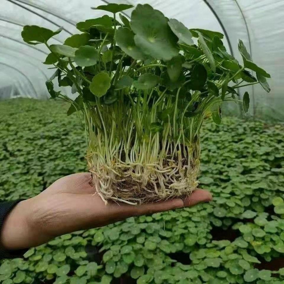 铜钱草水培植物盆栽绿植室内土培根茎金钱草四季带叶铜钱草水养
