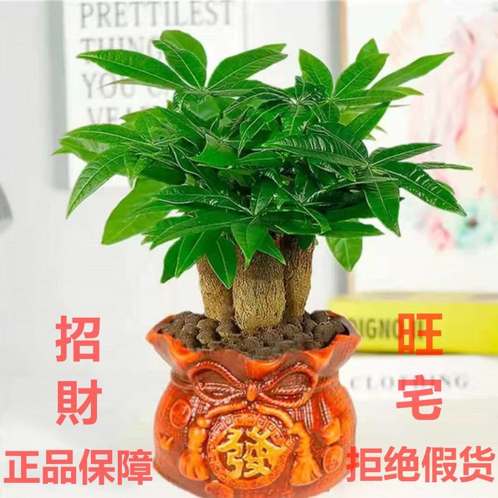 发财树盆栽室内客厅桌面绿植小盆景小发财招财树吸甲醛树苗植物