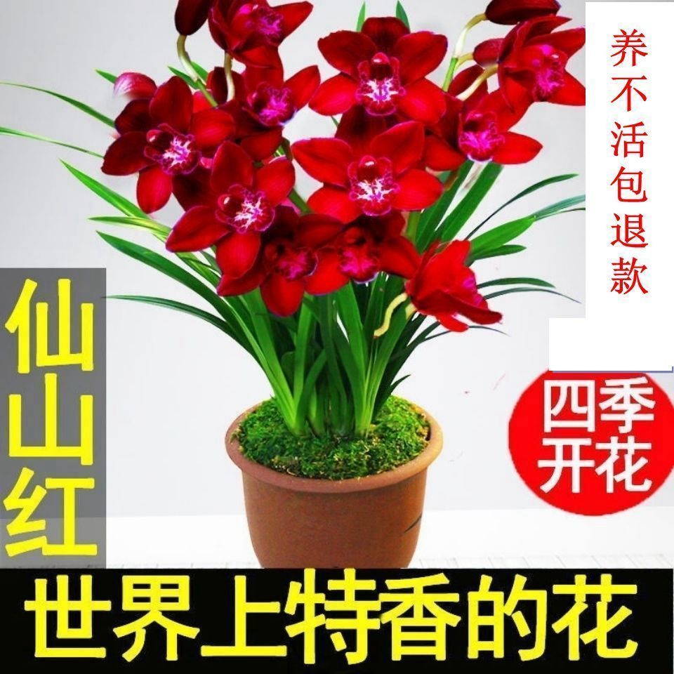 现带花苞超壮苗养不死的兰花苗超香型仙山红盆栽花卉精品【2月18日发