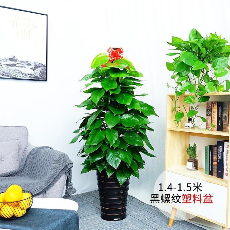 花卉盆栽室内绿植绿萝盆栽发财树客厅花卉水养植物客厅花卉【2月22