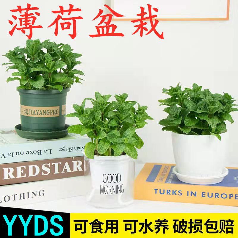 薄荷盆栽可食用室内阳台绿植好养四季新鲜驱蚊香草植物除臭甲醇