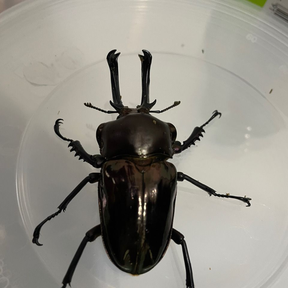 澳洲彩虹锹甲虫昆虫成虫幼虫活体彩色锹甲虫 虎窝拼