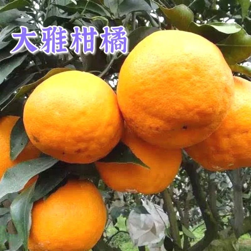 大雅柑橘果树苗 嫁接新品种柑橘苗甘甜多汁地栽盆栽当年结果