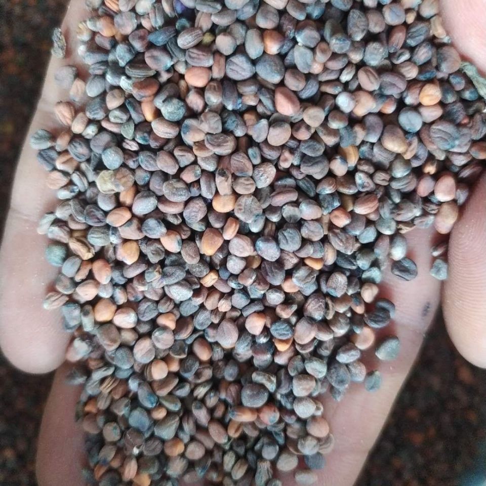 芽苗菜种子紫罗兰萝卜籽无土栽培水培芽菜蔬菜籽阳台种菜1斤包邮