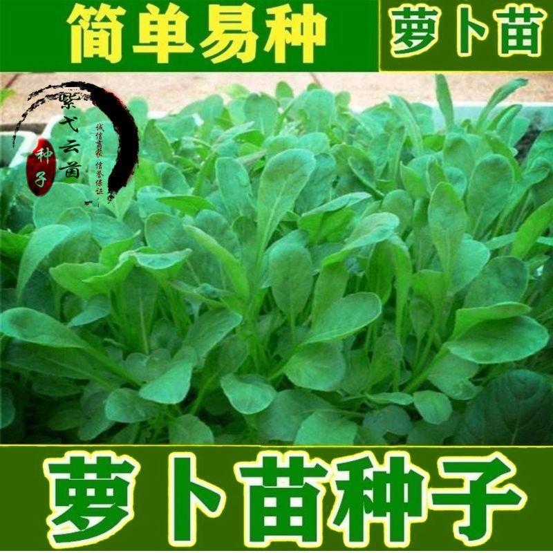 白萝卜种子芽苗菜 简单易种【吃苗萝卜籽】板叶花叶 散装蔬菜种孓