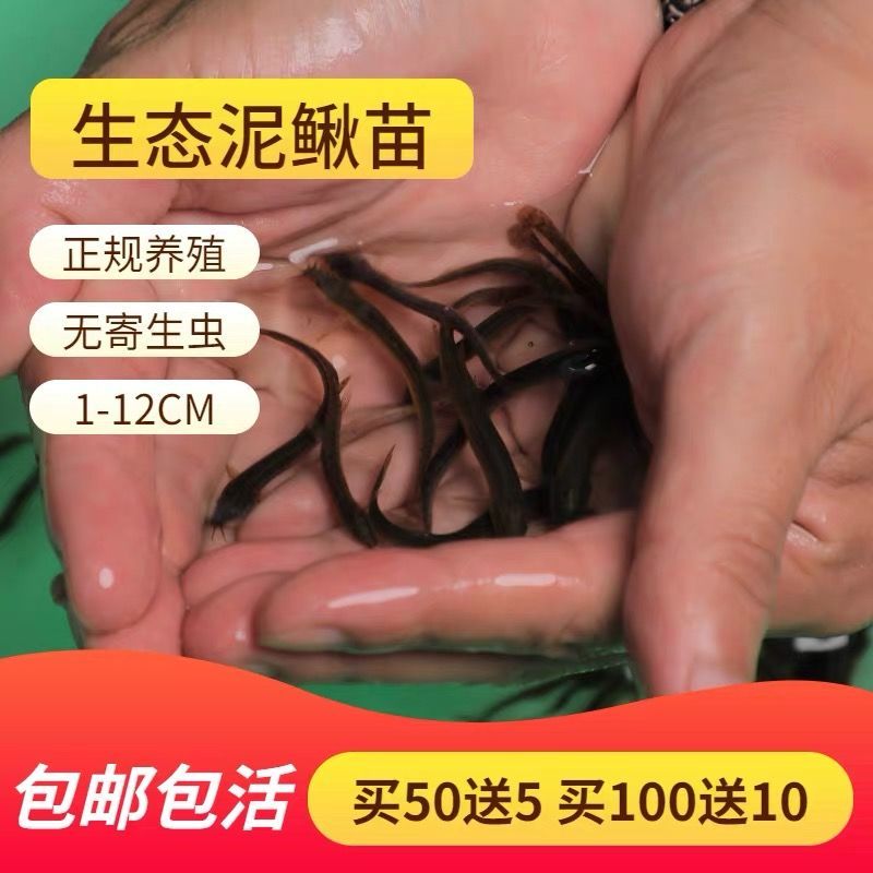泥鳅苗活鱼 饲料鱼 龙鱼活饵 乌龟饲料