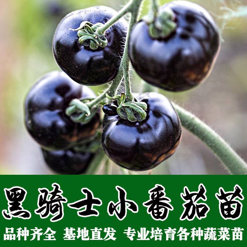 黑骑士小黑番茄种苗矮生盆栽红黄圣女果秧苗种子春秋四季阳台种植