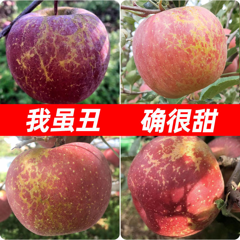 88757-【大凉山冰糖心丑苹果】红富士苹果水果新鲜脆甜整箱批发3/5/10斤-详情图