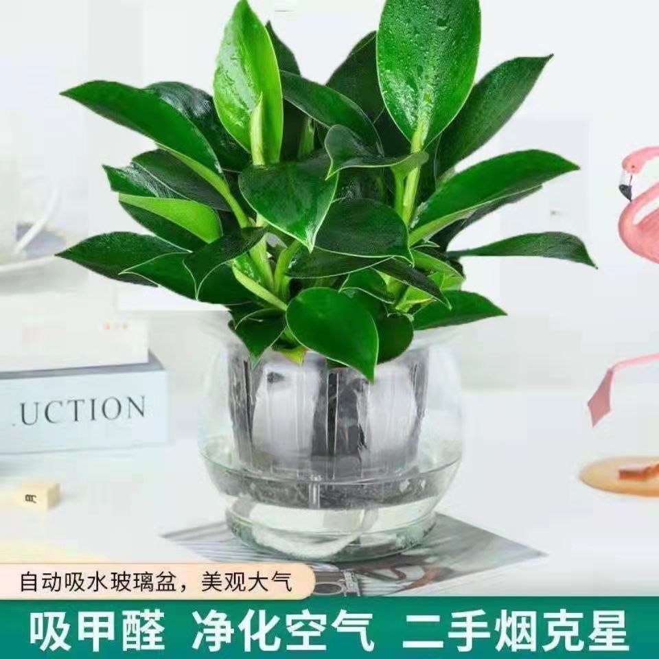大叶金钻绿公主盆栽花卉观叶除甲醛水培盆景植物盆栽室内绿植好养