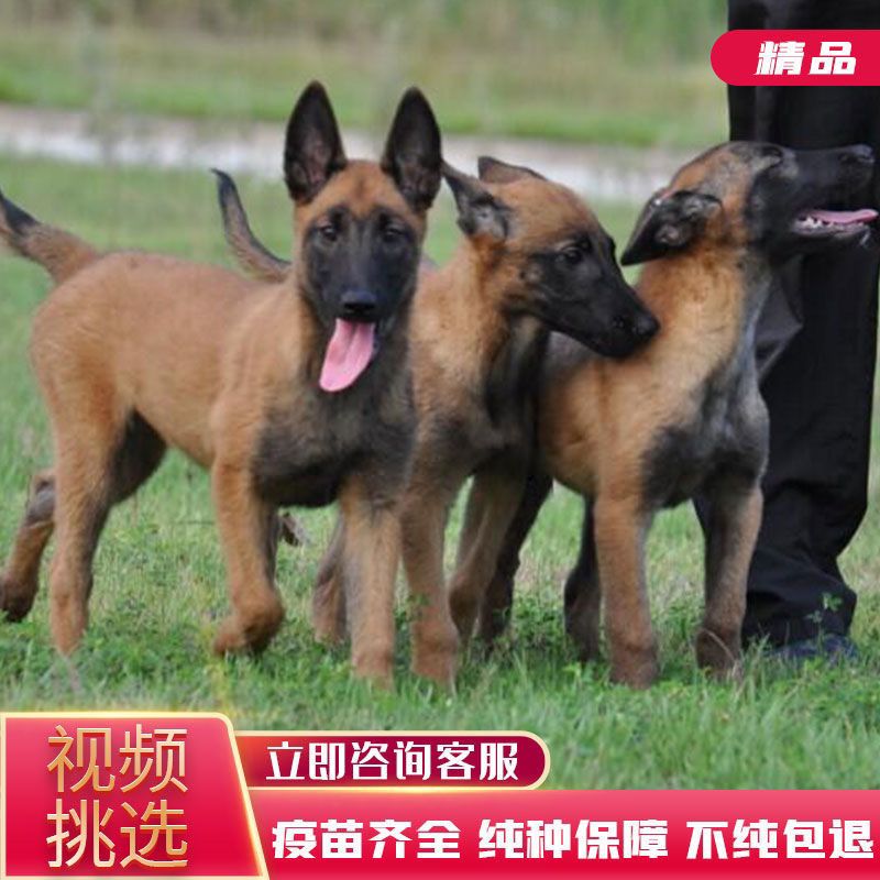 马犬幼犬纯种马犬活体马犬纯种狗马犬幼崽比利时警犬比利时牧羊犬