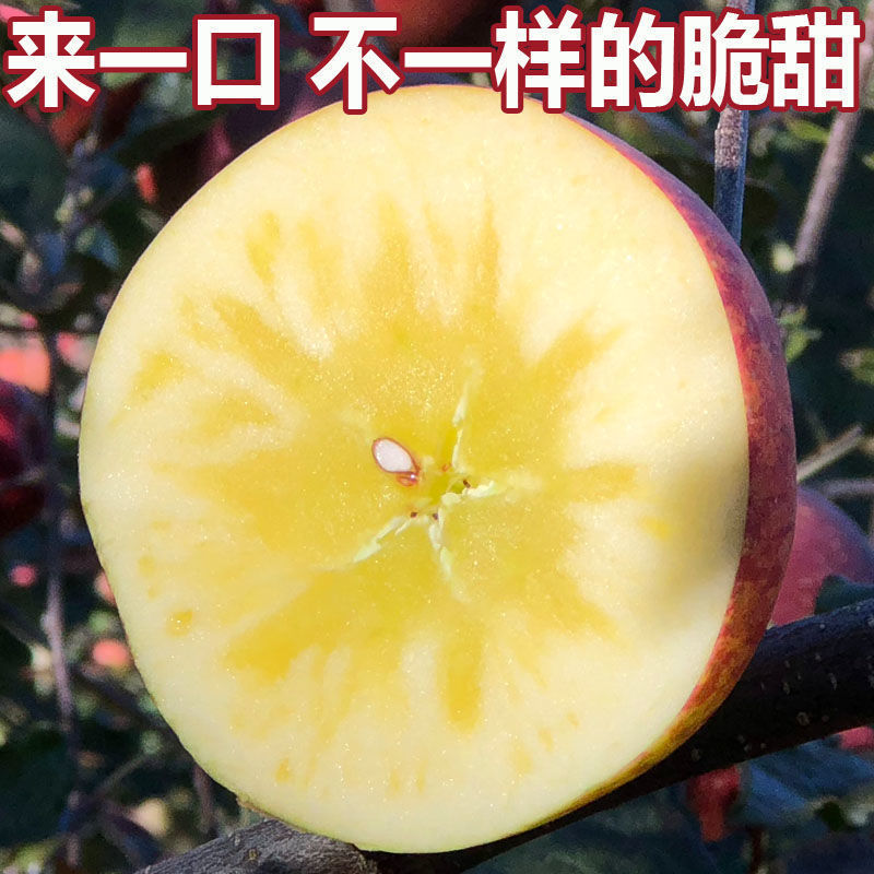 88757-【大凉山冰糖心丑苹果】红富士苹果水果新鲜脆甜整箱批发3/5/10斤-详情图