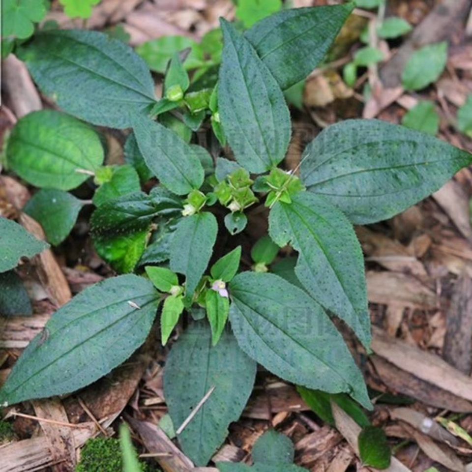 野生风柜斗草 肉穗草 楮头红 风鼓草 新鲜和晒干任选