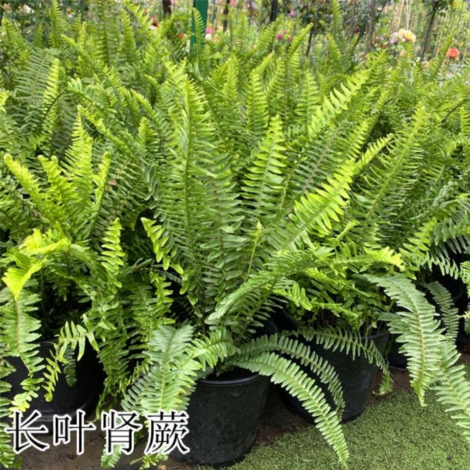 长叶肾蕨盆栽绿植室内阳台庭院多年生四季常绿好养耐阴植物