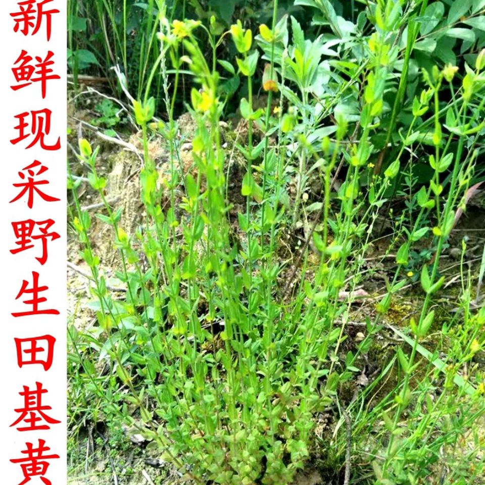 广东田基黄 野生护肝草 新鲜地耳草 黄花草 雀舌草 田基王 500克【3月