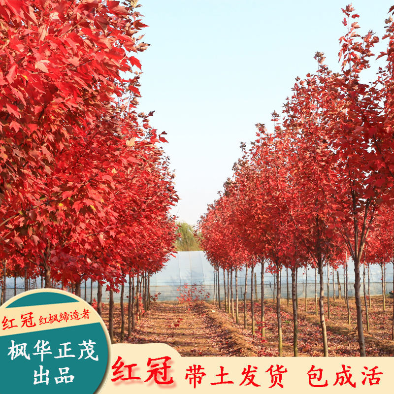 美国红枫红冠红枫树苗盆栽庭院公园绿化行道树彩叶树大树小苗