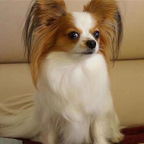 蝴蝶犬幼崽超小长毛可爱健康家庭宠物狗混血茶杯蝴蝶犬活体幼犬