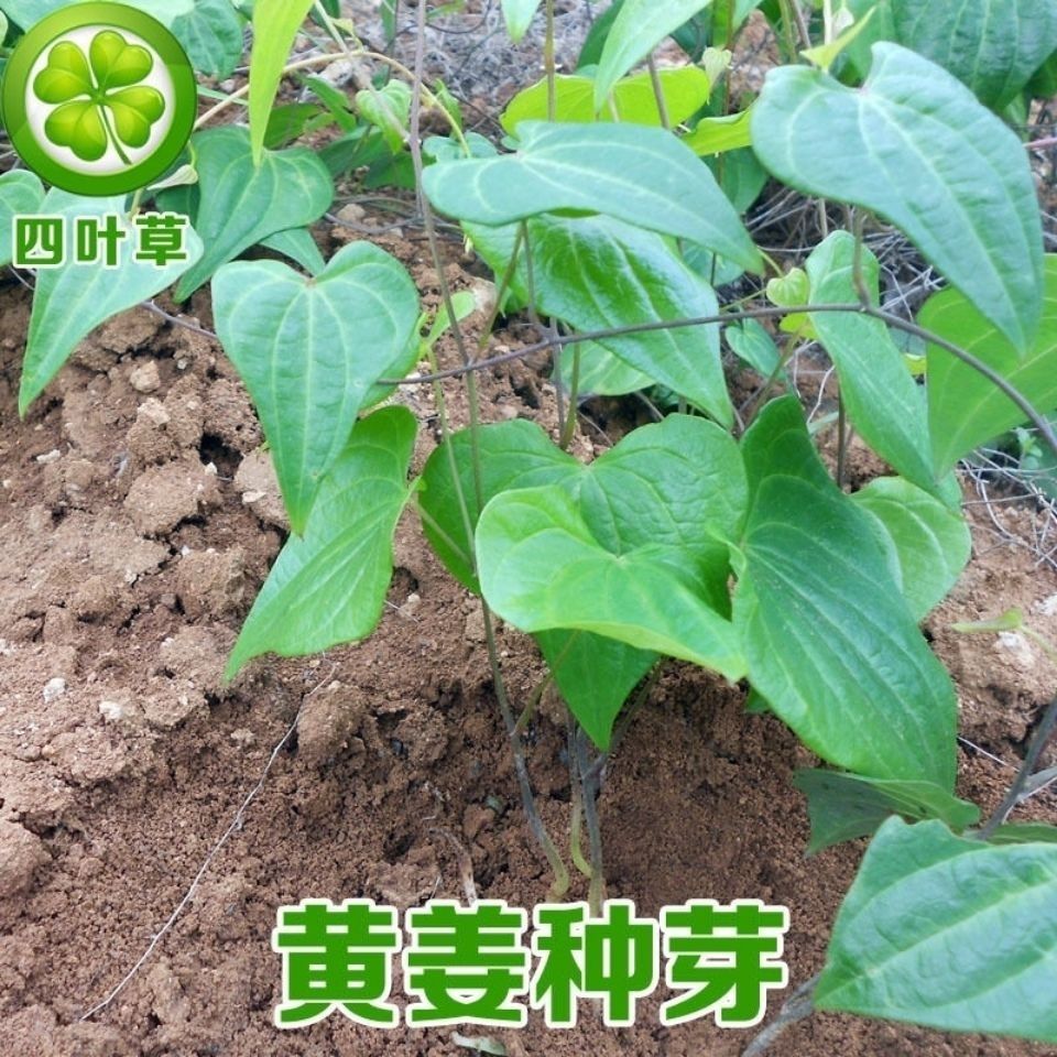 黄姜黄姜种子盾叶薯蓣黄姜种芽火藤根火头根