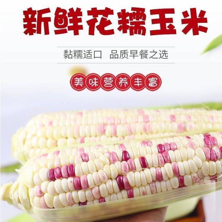 105931-正宗山西黄糯玉棒真空包装白糯玉米早餐代餐即食粘玉米熟黏玉米-详情图