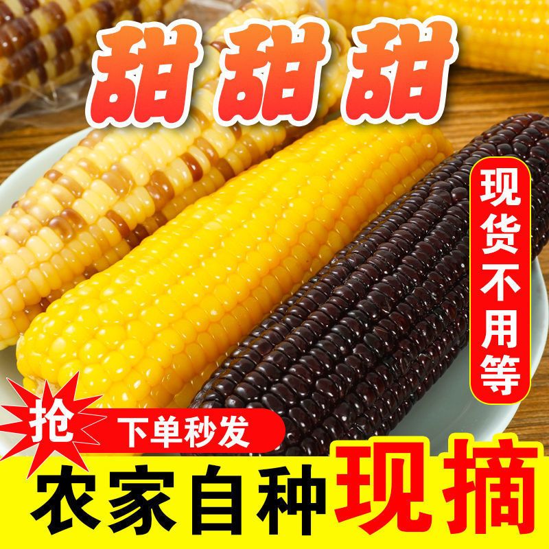105931-正宗山西黄糯玉棒真空包装白糯玉米早餐代餐即食粘玉米熟黏玉米-详情图