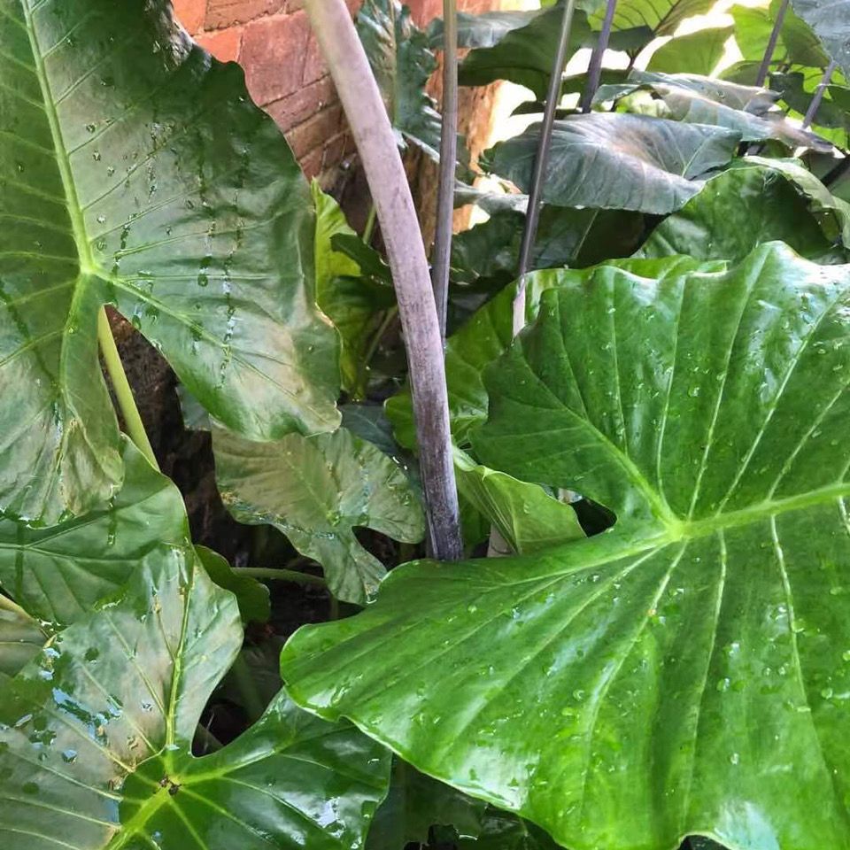 新鲜现摘野生紫芋苗叶紫芋蒙梗紫芋荷杆500克
