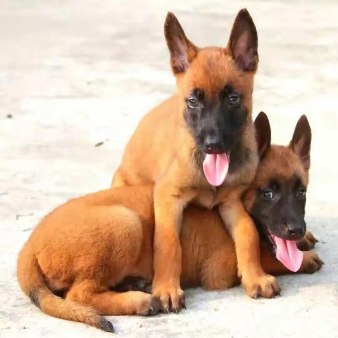纯种比利时爆红马犬活体双血统猎犬宠物狗狗活物幼犬马犬幼崽小狗【3