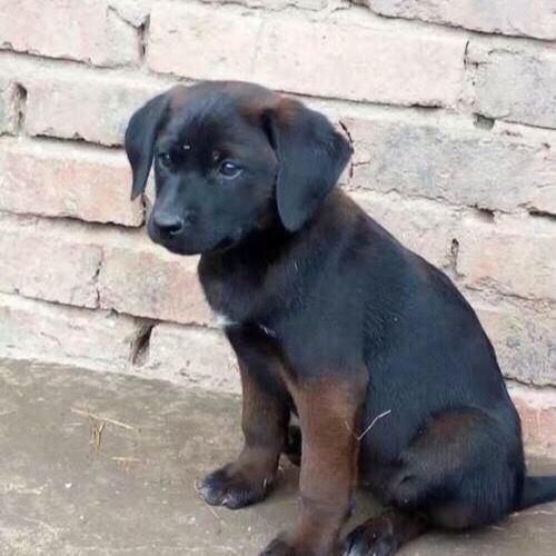 青山犬活体猎犬凉山犬四川青川犬猎犬逮兔狗特色山地猎狗大狗活体【3