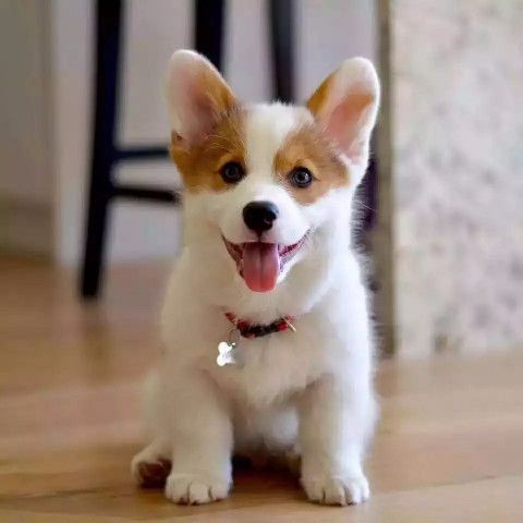 短腿柯基犬幼犬宠物犬 狗活体 幼犬小柯基纯种短腿大屁股小型便宜【3