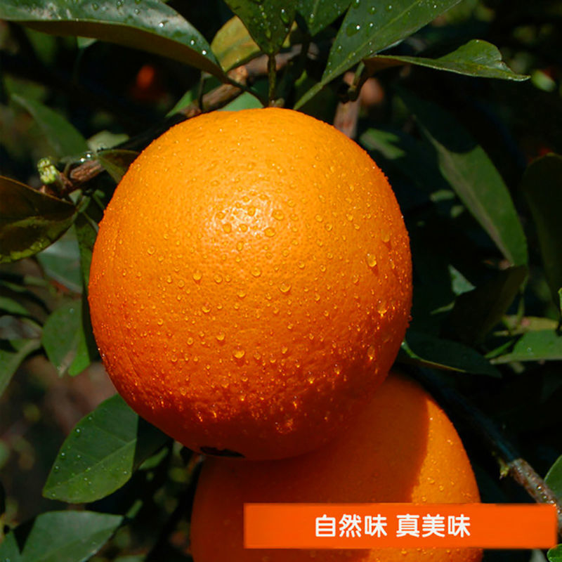 106082-【赣州直发】现摘正宗江西赣南早赣南脐橙孕妇儿童水果新鲜橙子-详情图