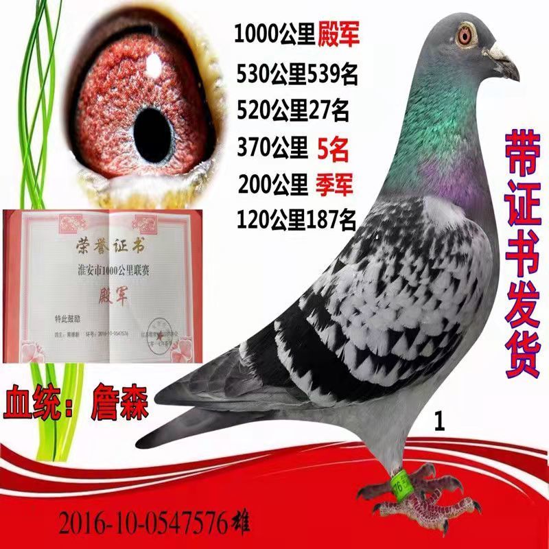 鸽子活体信鸽成绩鸽公棚特比天落鸟幼鸽种鸽观赏鸽外国圆环鸽子【1月