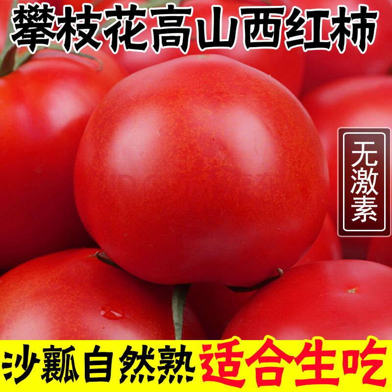 【沙瓤西红柿新鲜生吃】攀枝花露天自然熟番茄西红柿带箱批发包邮