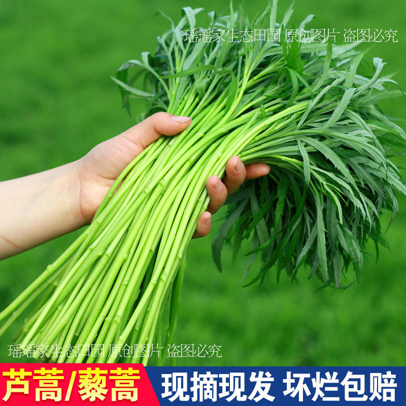 新鲜芦蒿泥蒿藜蒿去根带叶当季鲜嫩黎蒿篱蒿农家自种蔬菜现摘现发【2