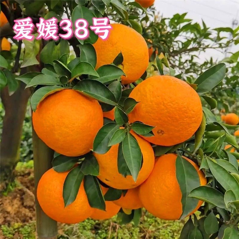爱媛38号果冻橙嫁接甜橙树苗甘甜多汁南北方种植地栽盆栽当年结果