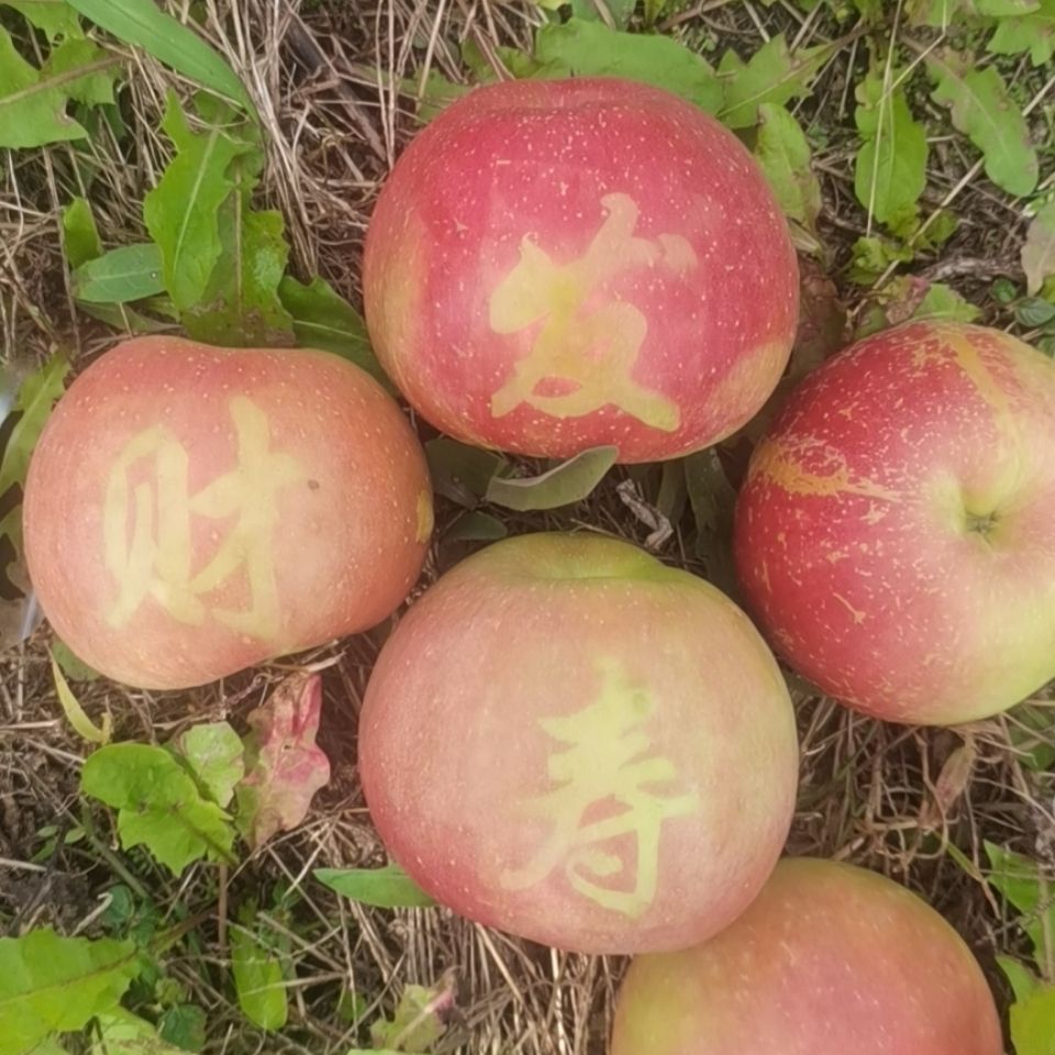 88820-东北寒富甜苹果雪地红果东北水果果园直达现采现发脆甜苹果-详情图