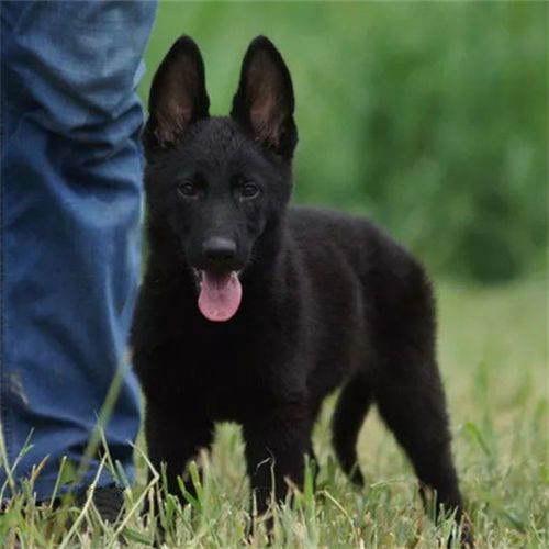 东德牧羊犬纯黑纯种幼犬东德太极犬警犬军犬看家护院包邮到家【1月21