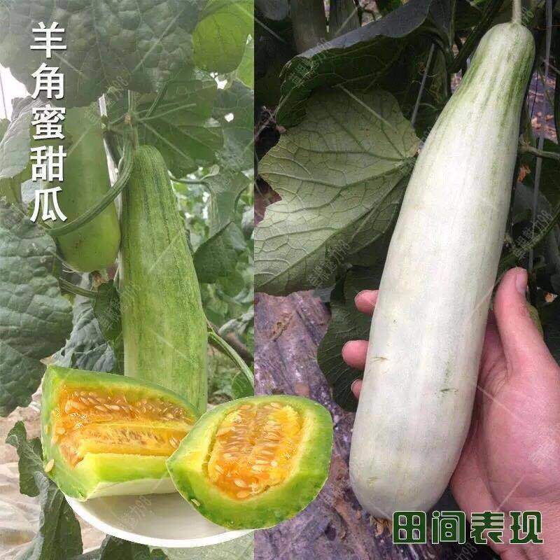 现摘头茬羊角蜜甜瓜新鲜水果酥瓜脆瓜新鲜甜瓜博洋甜瓜蜜瓜